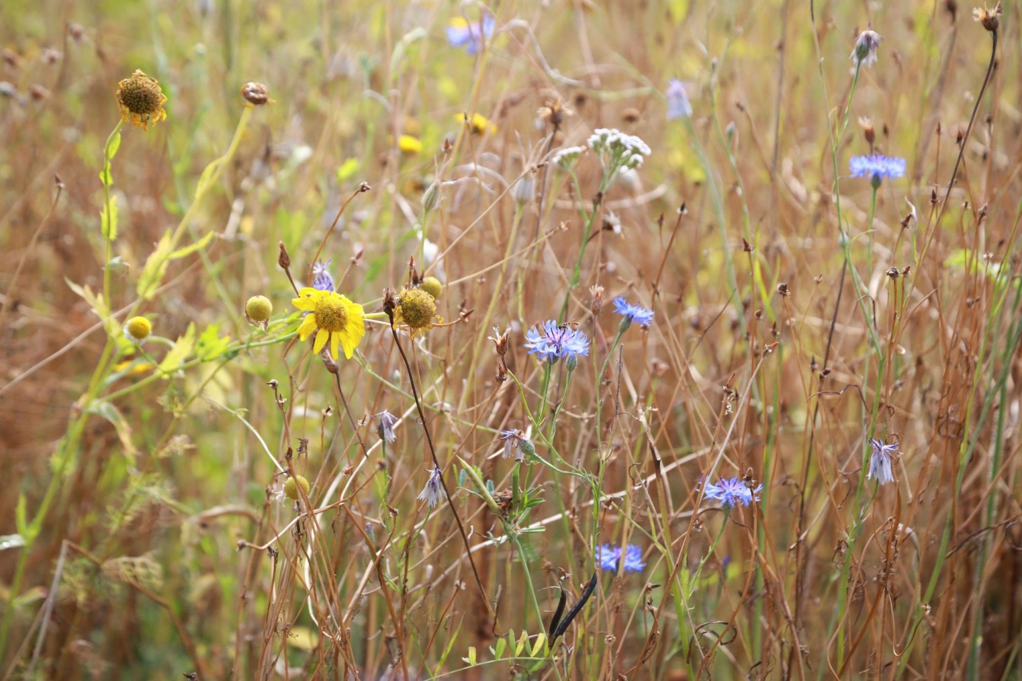Naumann-Landschaft-Parkanlage-Auf-der-Kuppe-Wildblumen-2 Naumann – Landschaft