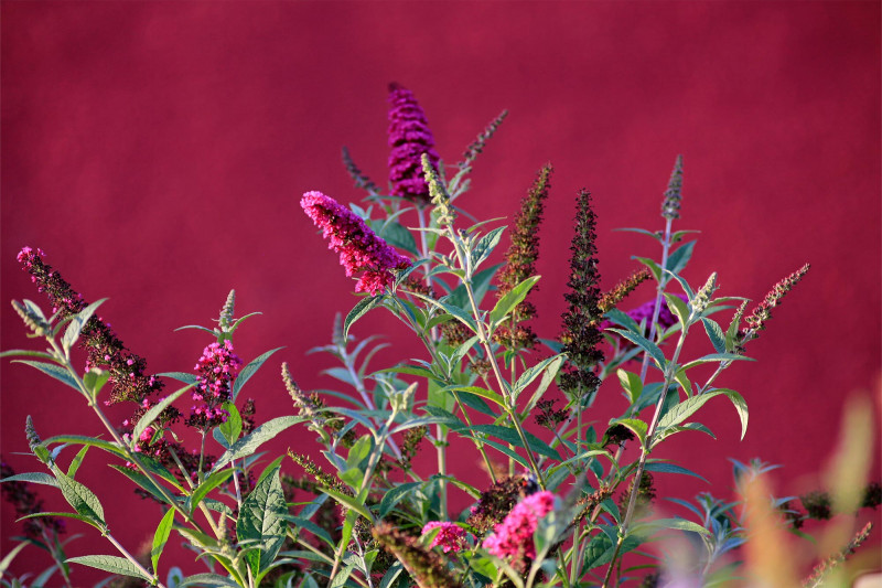 Naumann – Landschaft