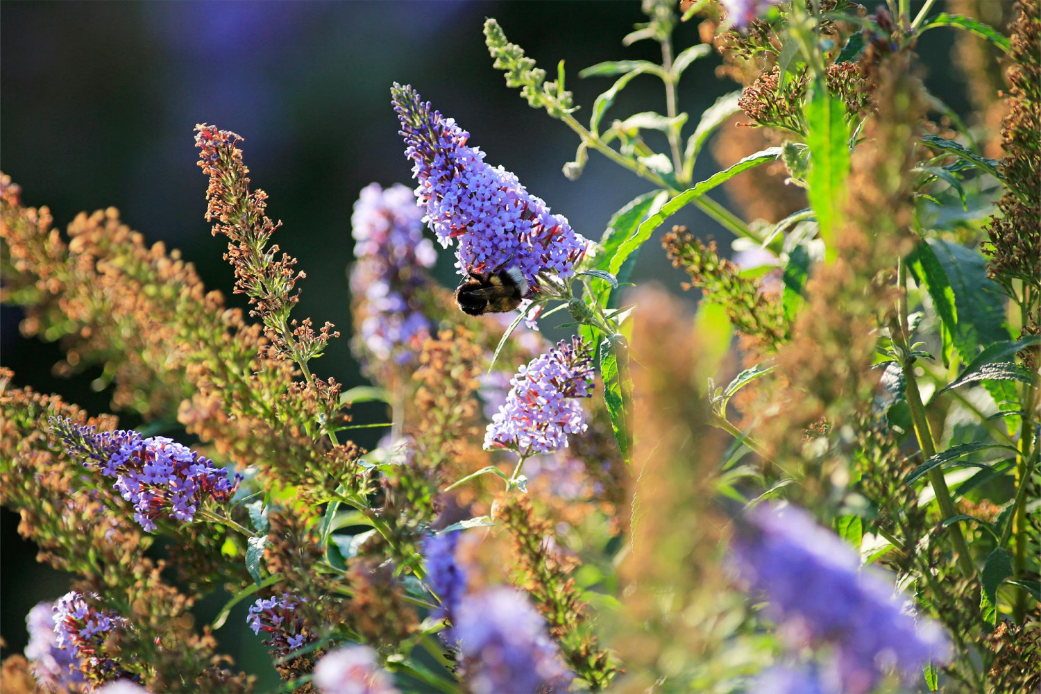 bo_GUGS_POC5187a_2000x1333 Naumann – Landschaft