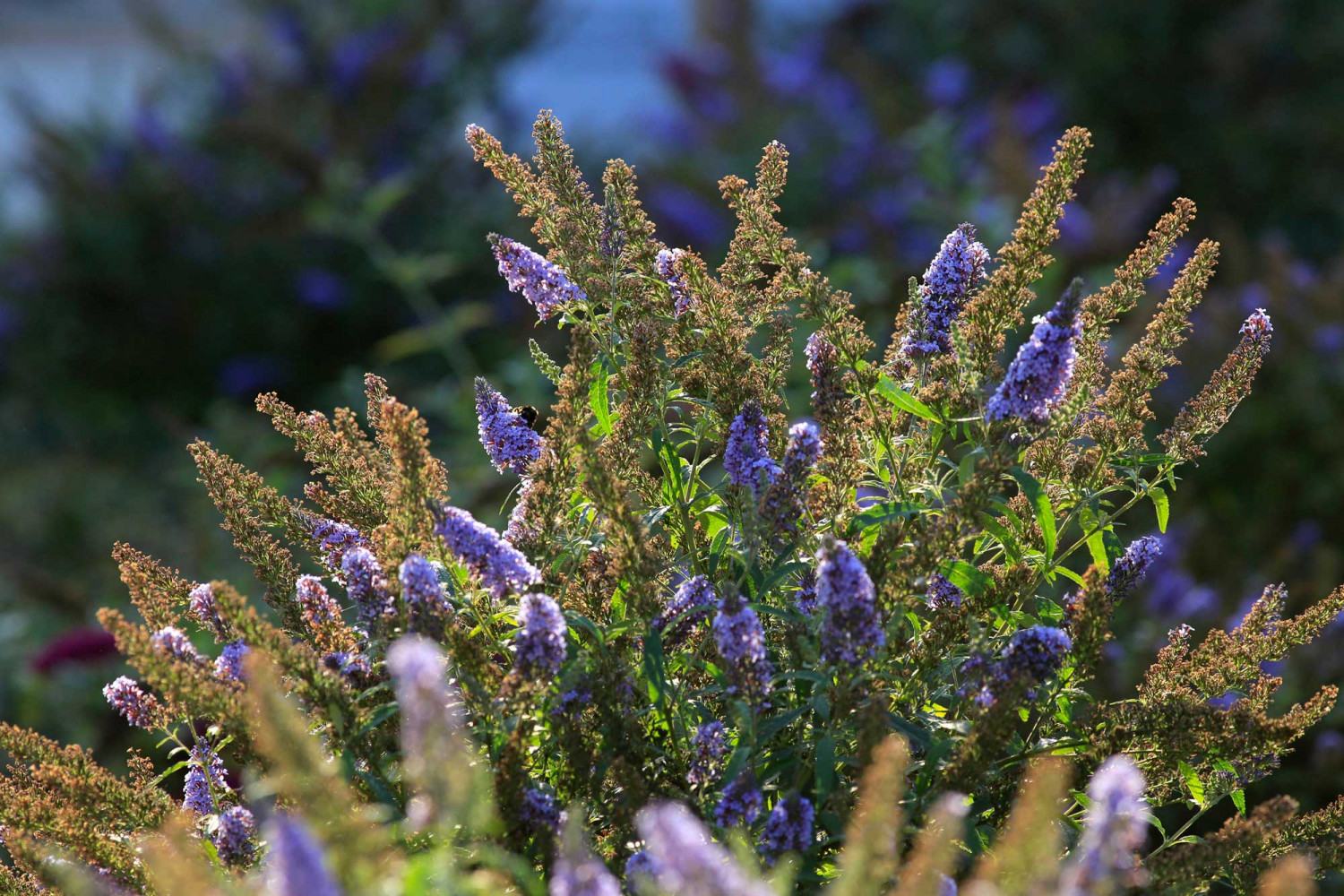 bo_GUGS_POC5189a_2000x1333 Naumann – Landschaft