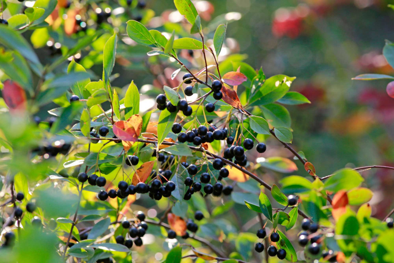 bo_GUGS__P0C5160a_2000x1333 Naumann – Landschaft